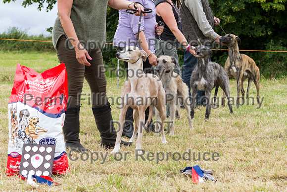 Grove_and_Rufford_Terrier_and_Lurcher_Show_16th_July_2016_162