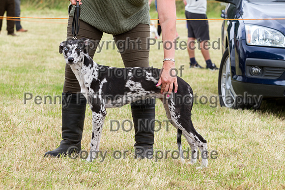 Grove_and_Rufford_Terrier_and_Lurcher_Show_16th_July_2016_138