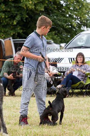 Grove_and_Rufford_Terrier_and_Lurcher_Show_16th_July_2016_002