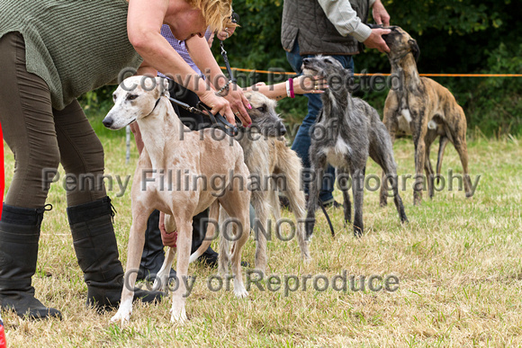 Grove_and_Rufford_Terrier_and_Lurcher_Show_16th_July_2016_160