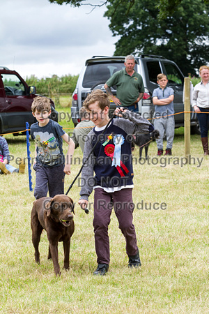 Grove_and_Rufford_Terrier_and_Lurcher_Show_16th_July_2016_193