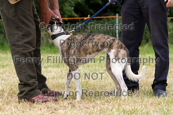 Grove_and_Rufford_Terrier_and_Lurcher_Show_16th_July_2016_087
