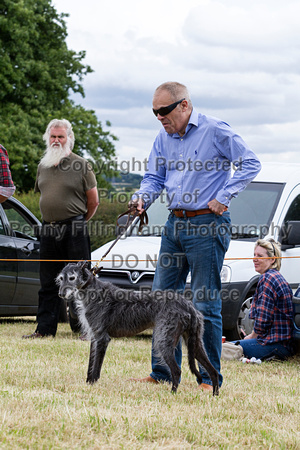 Grove_and_Rufford_Terrier_and_Lurcher_Show_16th_July_2016_113