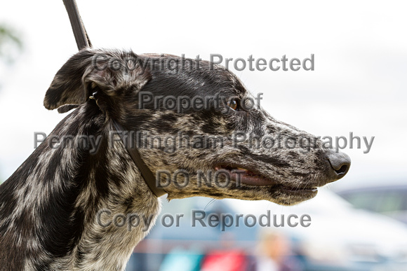 Grove_and_Rufford_Terrier_and_Lurcher_Show_16th_July_2016_070