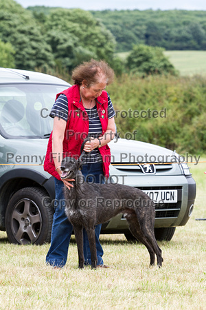 Grove_and_Rufford_Terrier_and_Lurcher_Show_16th_July_2016_151
