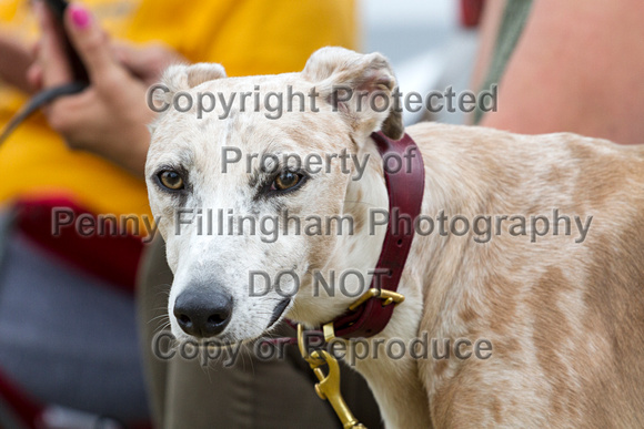 Grove_and_Rufford_Terrier_and_Lurcher_Show_16th_July_2016_089