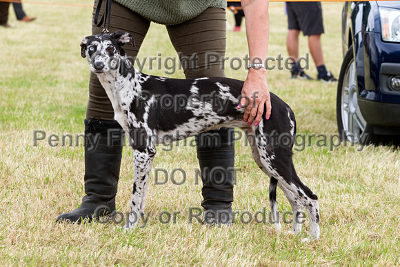 Grove_and_Rufford_Terrier_and_Lurcher_Show_16th_July_2016_139
