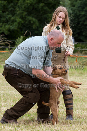 Grove_and_Rufford_Terrier_and_Lurcher_Show_16th_July_2016_064
