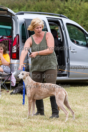 Grove_and_Rufford_Terrier_and_Lurcher_Show_16th_July_2016_156
