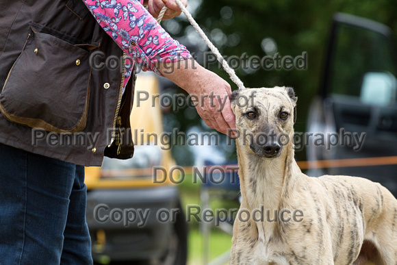 Grove_and_Rufford_Terrier_and_Lurcher_Show_16th_July_2016_054