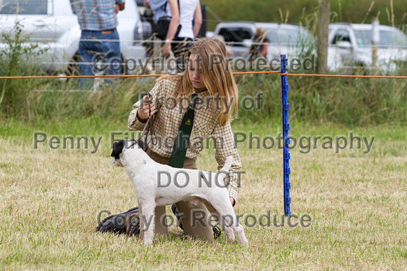 Grove_and_Rufford_Terrier_and_Lurcher_Show_16th_July_2016_127