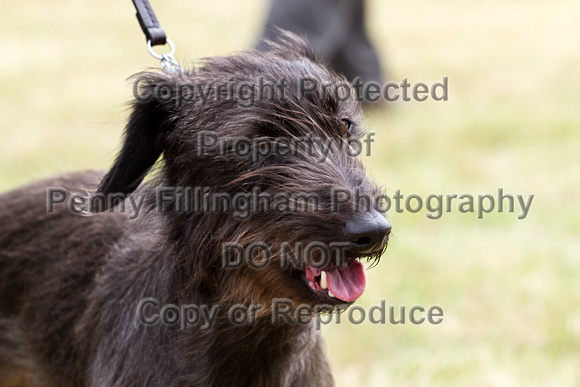 Grove_and_Rufford_Terrier_and_Lurcher_Show_16th_July_2016_075