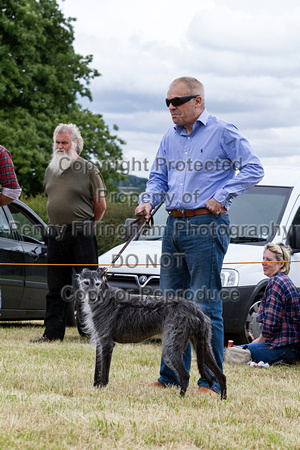Grove_and_Rufford_Terrier_and_Lurcher_Show_16th_July_2016_114