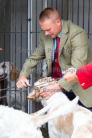 Festival_of_Hunting_Hounds_18th_July_2018_019