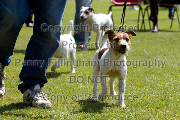 Belvoir_Open_Day_Terriers_2nd_June_2013_.011