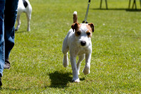 Belvoir_Open_Day_Terriers_2nd_June_2013_.007