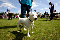 Belvoir Hunt Open Day, Terriers (2nd June 2013)