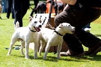 Belvoir_Open_Day_Terriers_2nd_June_2013_.006