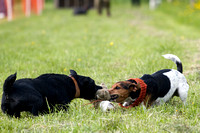 Cottesmore_Open_Day_Terrier_Racing_8th_June_2013_.009