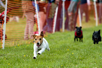 Cottesmore_Open_Day_Terrier_Racing_8th_June_2013_.014
