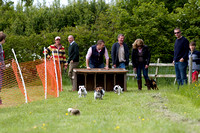 Cottesmore_Open_Day_Terrier_Racing_8th_June_2013_.015