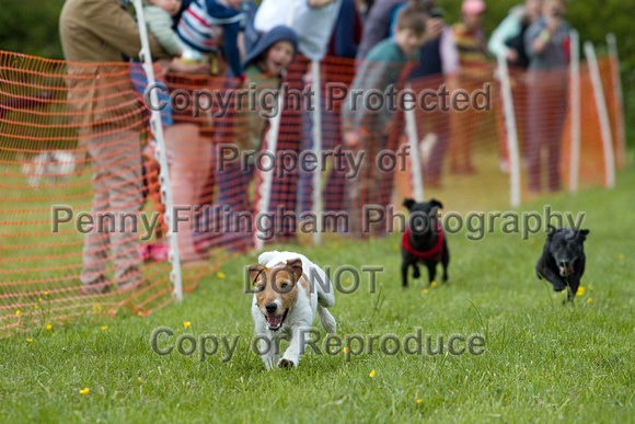 Cottesmore_Open_Day_Terrier_Racing_8th_June_2013_.012