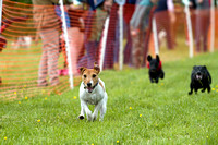 Cottesmore_Open_Day_Terrier_Racing_8th_June_2013_.013
