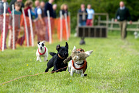 Cottesmore_Open_Day_Terrier_Racing_8th_June_2013_.006