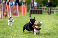 Cottesmore_Open_Day_Terrier_Racing_8th_June_2013_.008