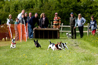 Cottesmore_Open_Day_Terrier_Racing_8th_June_2013_.011