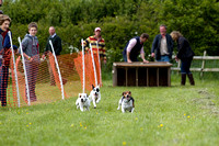 Cottesmore_Open_Day_Terrier_Racing_8th_June_2013_.016
