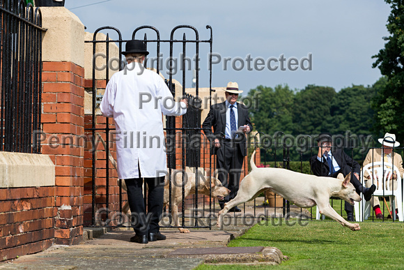 Grove_and_Rufford_Puppy_Show_9th_June_2018_063