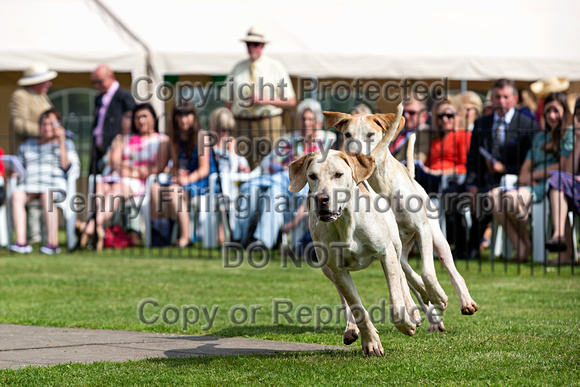 Grove_and_Rufford_Puppy_Show_9th_June_2018_066