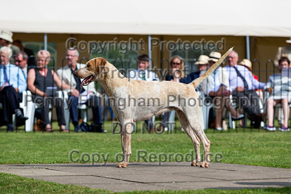 Grove_and_Rufford_Puppy_Show_9th_June_2018_074