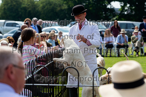 Grove_and_Rufford_Puppy_Show_9th_June_2018_088