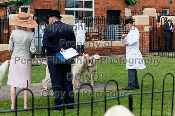 Grove_and_Rufford_Puppy_Show_9th_June_2018_101