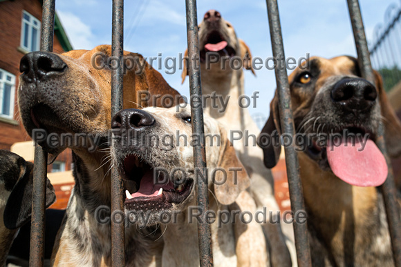 Grove_and_Rufford_Puppy_Show_9th_June_2018_125