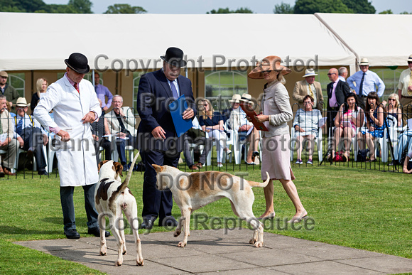 Grove_and_Rufford_Puppy_Show_9th_June_2018_057