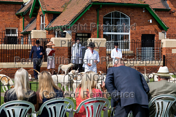 Grove_and_Rufford_Puppy_Show_9th_June_2018_077