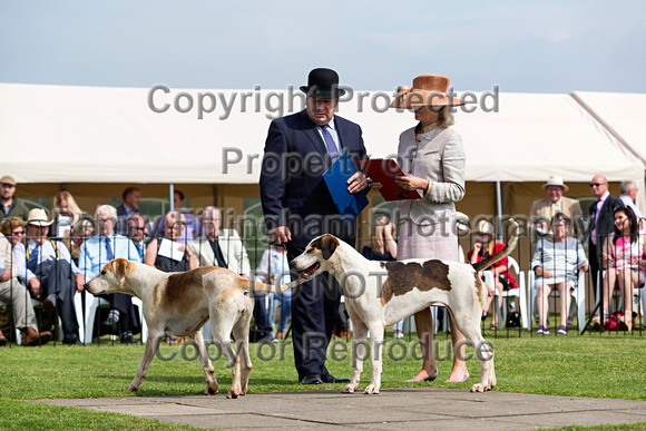 Grove_and_Rufford_Puppy_Show_9th_June_2018_058