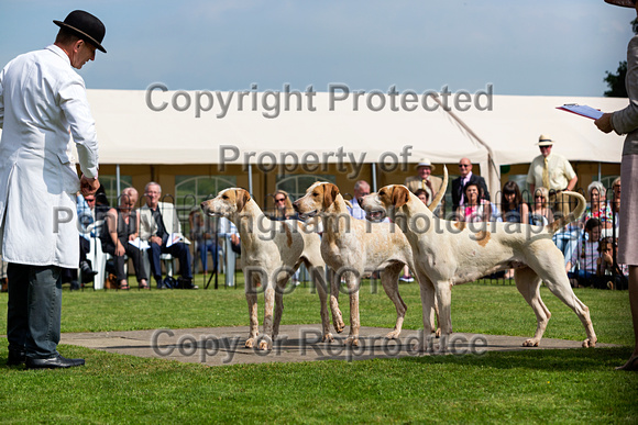 Grove_and_Rufford_Puppy_Show_9th_June_2018_072