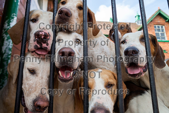 Grove_and_Rufford_Puppy_Show_9th_June_2018_118