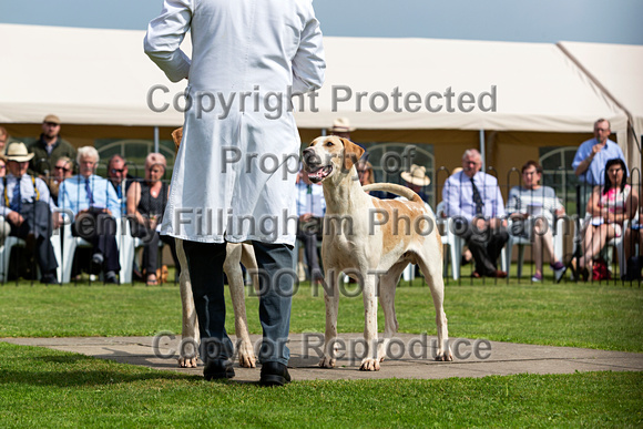 Grove_and_Rufford_Puppy_Show_9th_June_2018_021
