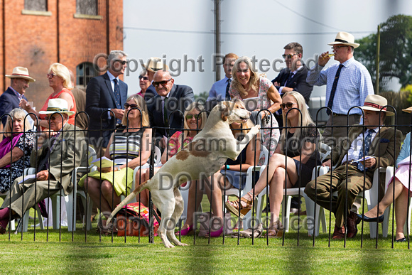 Grove_and_Rufford_Puppy_Show_9th_June_2018_069