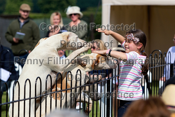 Grove_and_Rufford_Puppy_Show_9th_June_2018_079