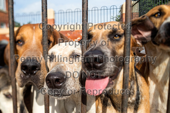 Grove_and_Rufford_Puppy_Show_9th_June_2018_123