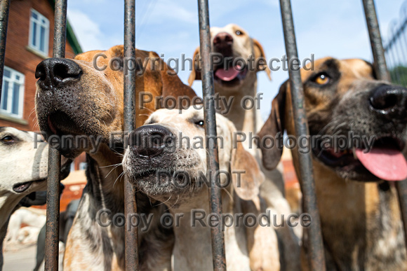 Grove_and_Rufford_Puppy_Show_9th_June_2018_126