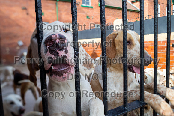 Grove_and_Rufford_Puppy_Show_9th_June_2018_117