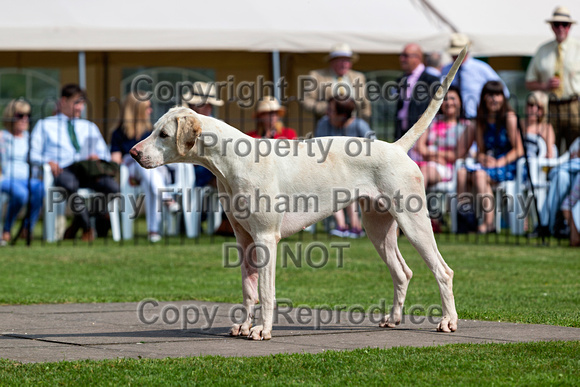 Grove_and_Rufford_Puppy_Show_9th_June_2018_061