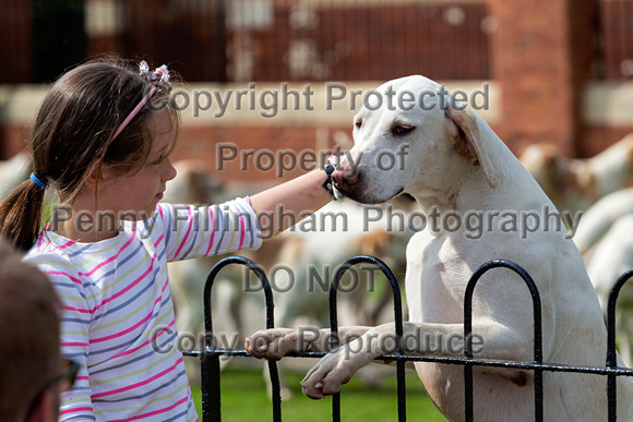 Grove_and_Rufford_Puppy_Show_9th_June_2018_085